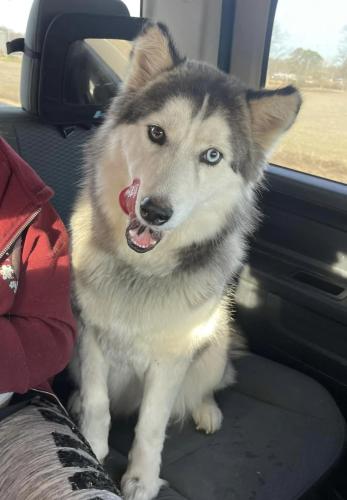 Lost Female Dog last seen Holmes road, Henderson road, and crouch road , Batesville, MS 38606