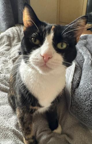 Lost Female Cat last seen Great burches road , Essex, England SS7