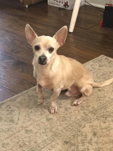 Lost Male Dog last seen Frencrest drive, Jackson, MS 39211
