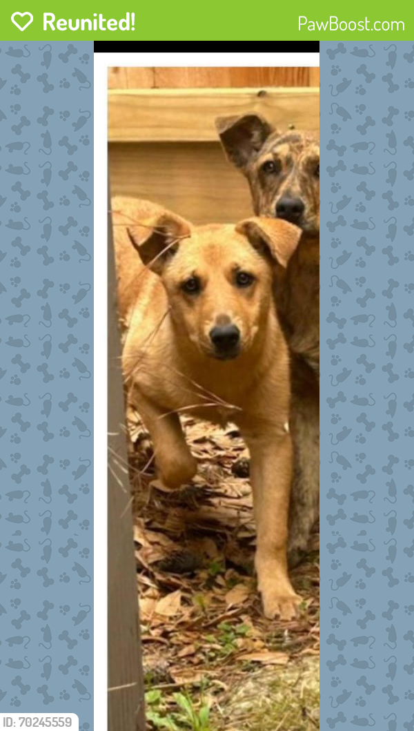 Reunited Female Dog last seen Louetta and Old Louetta, Colony Creek Village, TX 77379