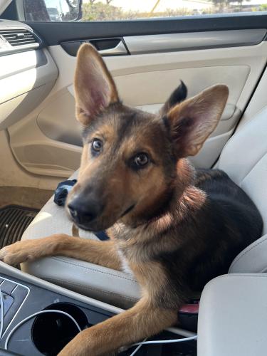 Lost Female Dog last seen Gas station , Houston, TX 77064