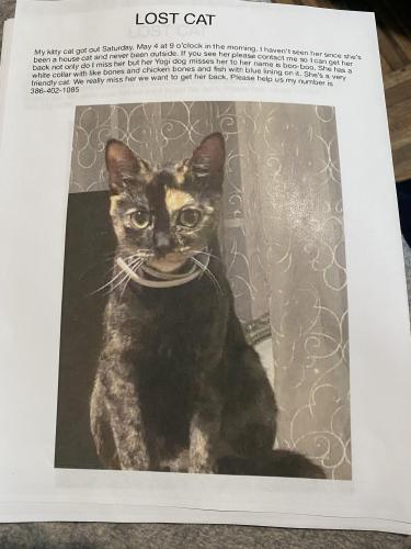Lost Female Cat last seen Glencoe and Selleck Avenue, New Smyrna Beach, FL 32168