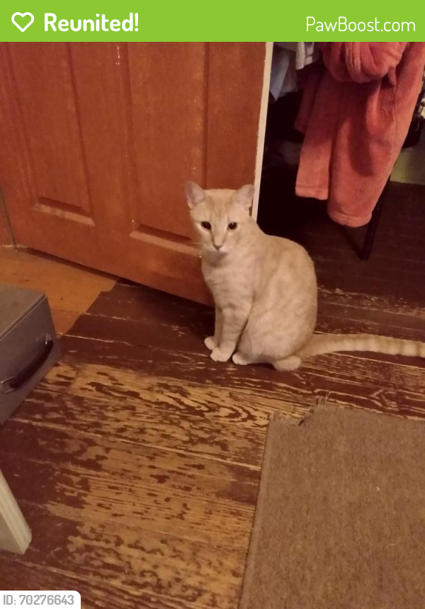 Reunited Male Cat last seen Courtright Avenue , Wilkes-Barre, PA 18702