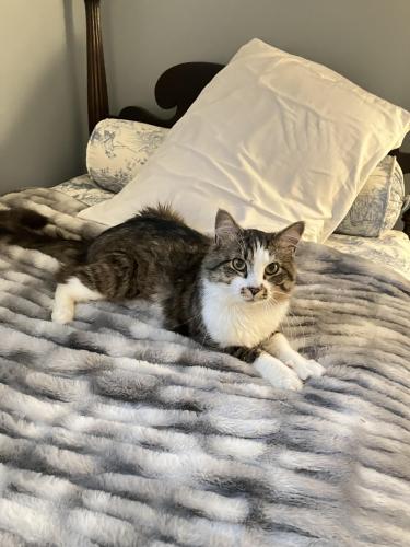 Lost Male Cat last seen Chestnut rd sewickley, Sewickley, PA 15143
