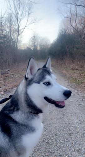 Lost Female Dog last seen Indian Head Lodge Rd and Marlin Dr, Wright City, MO 63390