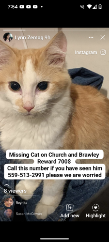 Lost Male Cat last seen Church and Brawley , Fresno, CA 93706