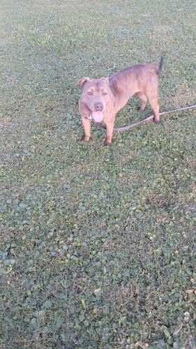 Lost Female Dog last seen Near west 15th st , Jacksonville, FL 32254