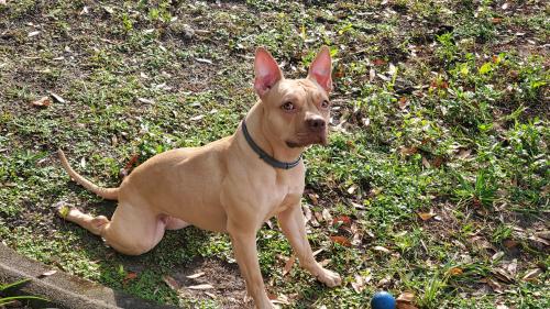 Lost Female Dog last seen Klutho Tennis Courts Springfield, Jacksonville, FL 32206