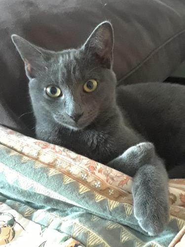Lost Male Cat last seen FAIRVIEW AND PARK AVE. , Islip Terrace, NY 11752