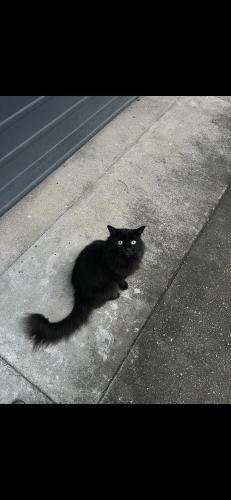 Lost Male Cat last seen arkindale st at nathan suburb, there is a 7/11 and a mcdonalds near the address, Nathan, QLD 4111