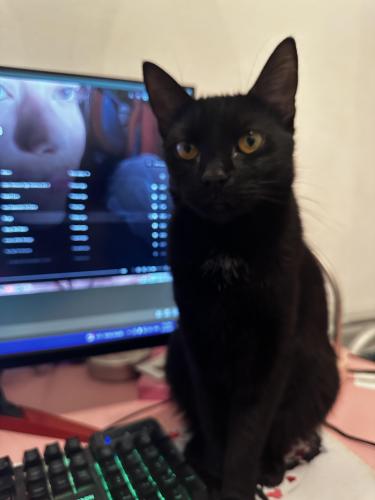 Lost Female Cat last seen Liberty Ave and Glenmore ave , Brooklyn, NY 11207