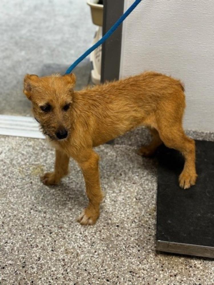 Shelter Stray Female Dog last seen Bessemer City, NC 28016, Gastonia, NC 28052