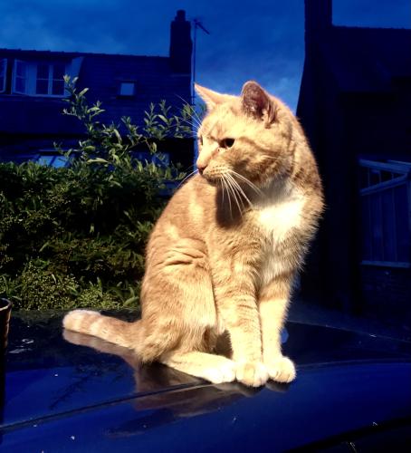 Lost Male Cat last seen Between 60 High St and the George & Dragon Pub , Great Budworth, England CW9