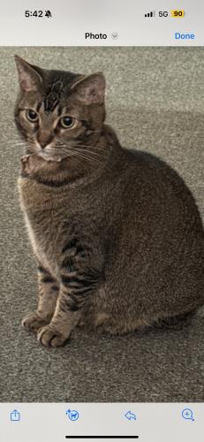 Lost Female Cat last seen Near Fillmore Place, West New York NJ , West New York, NJ 07093