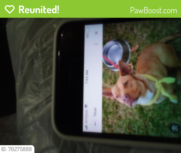 Reunited Female Dog last seen Palm ave riverside ca, Riverside, CA 92506