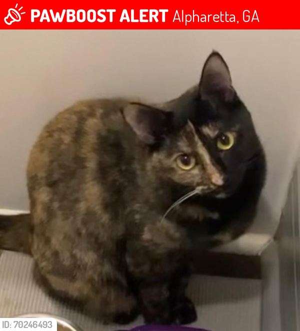 Lost Female Cat last seen Mansell & Westside Way, Alpharetta, GA 30009