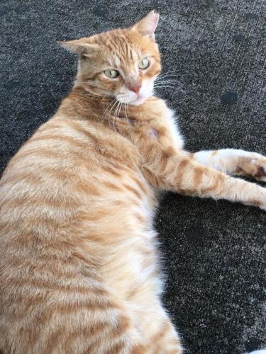 Lost Male Cat last seen Gardens of Palm Aire, McNab Road and 31st Avenue or Lyons Road, Pompano Beach, FL 33069