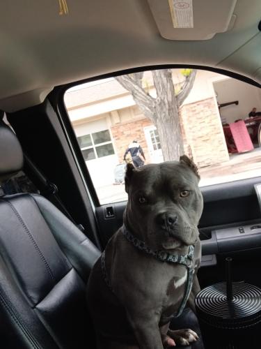 Lost Male Dog last seen horstooth and lamey, Fort Collins, CO 80525