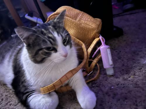 Lost Male Cat last seen East Lincoln Ave and Indianola Ave , Columbus, OH 43214