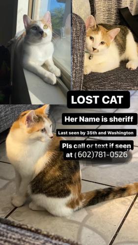Lost Female Cat last seen 35th Ave and Washington by nirvana dispensary, Phoenix, AZ 85009