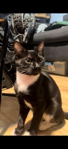 Lost Female Cat last seen Near Claybeck Ave Sun Valley, Los Angeles, CA 91352