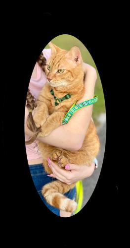Lost Male Cat last seen Dunkin Donuts and Wendy’s by Lost River Road, Stuart, FL 34997