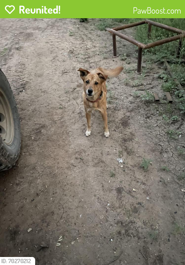 Reunited Female Dog last seen Stuart Road , San Antonio, TX 78263