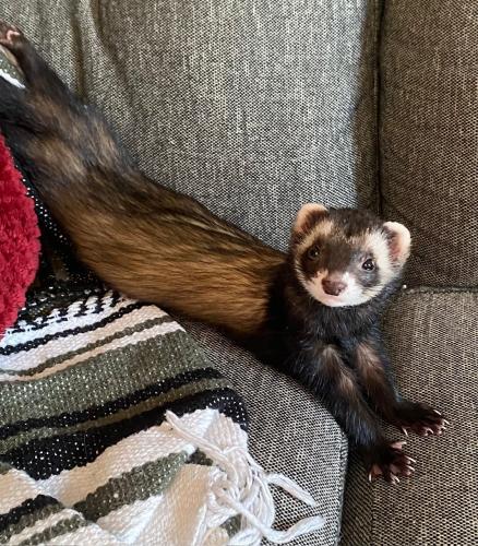 Lost Female Ferret last seen 6th Ave. S and Dale St., South Saint Paul, MN 55075