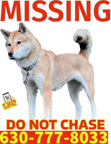 Lost Female Dog last seen Sugarland Rd, Reston, VA 20190
