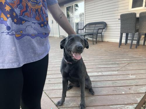 Lost Female Dog last seen Mann and Kentucky Ave , Indianapolis, IN 46221
