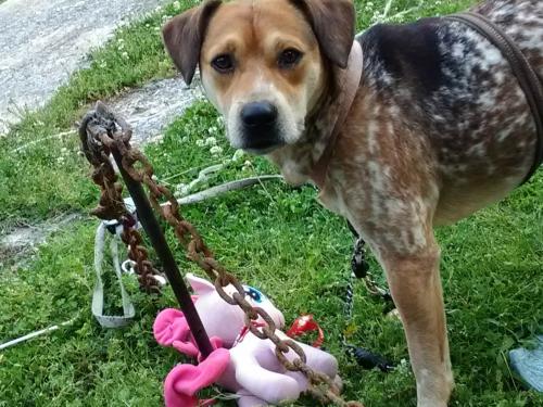 Lost Male Dog last seen Library, middle school, park, Sevierville, TN 37862