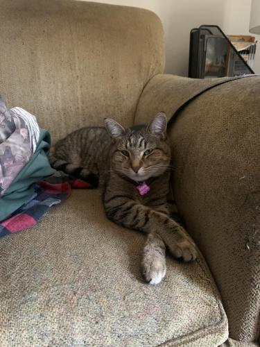 Lost Female Cat last seen 22nd and D St. , Lincoln, NE 68510