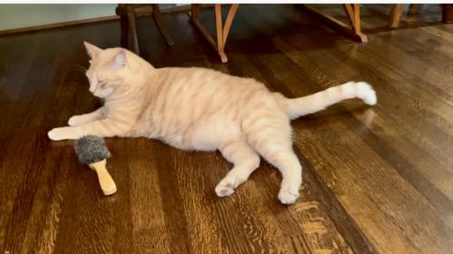 Lost Male Cat last seen Crystal Ct./ Pine St , Spartanburg, SC 29302