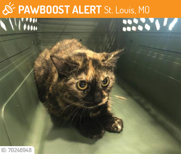 Shelter Stray Female Cat last seen LEMAY FERRY AND VESCOVE, St. Louis, MO 63144