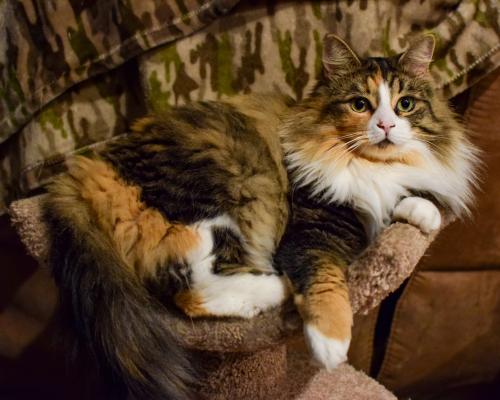 Lost Female Cat last seen 60th & 168th in Lynnwood , Lynnwood, WA 98036