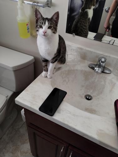 Lost Male Cat last seen 30th keystone , Indianapolis, IN 46218