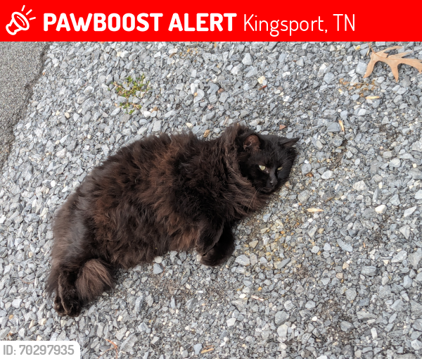 Lost Male Cat last seen Hidden valley Rd and Merman , Kingsport, TN 37663