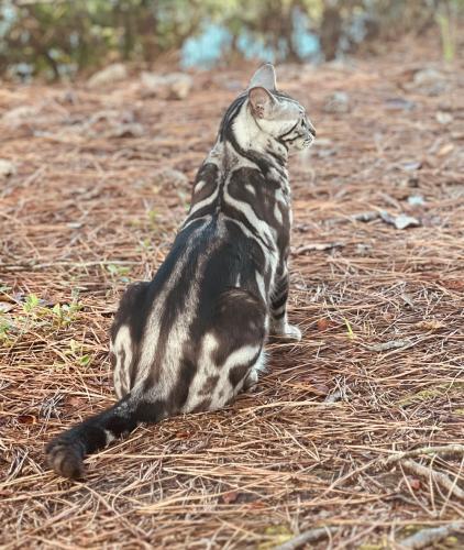 Lost Female Cat last seen Laurel Cove  neighboord off great neck va beach, Virginia Beach, VA 23454