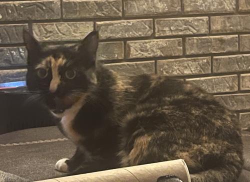 Lost Female Cat last seen Amber Meadows Subdivision , Seymour, TN 37865