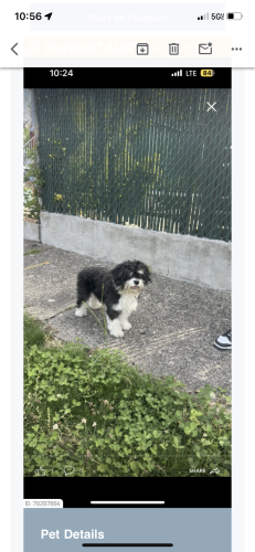 Lost Male Dog last seen Maryland Ave , Paterson, NJ 07503
