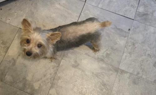 Lost Male Dog last seen Silver St / 18th Ave / Smith St., Newark, NJ 07106