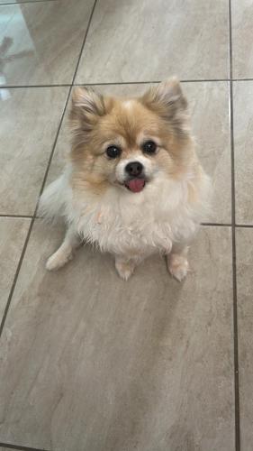 Lost Female Dog last seen Forest hill, Fort Worth, TX 76102