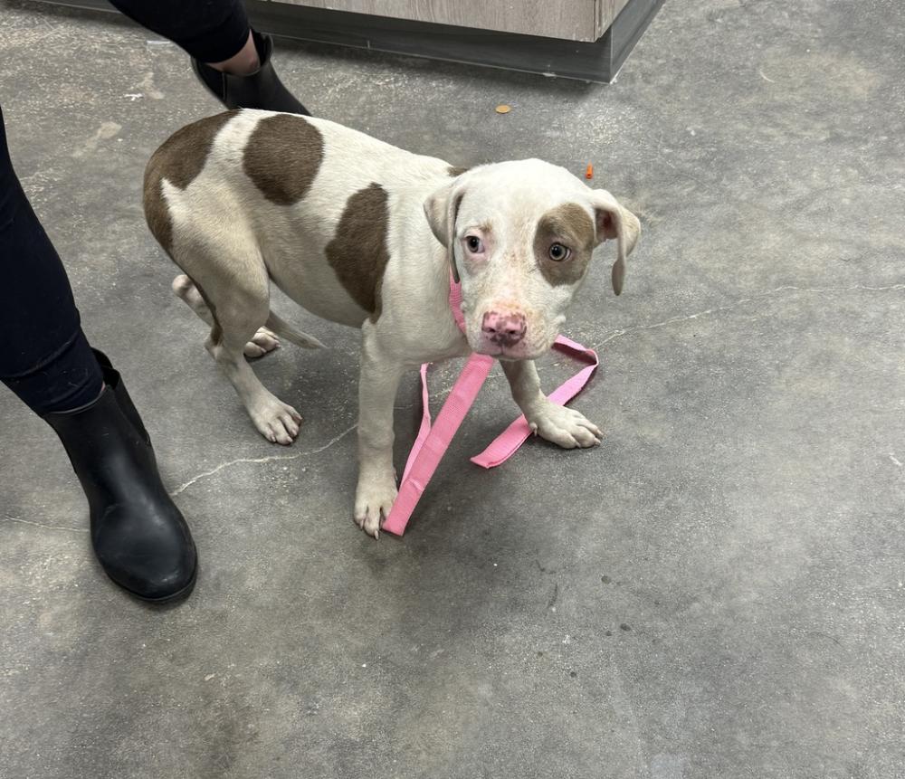 Shelter Stray Female Dog last seen Near S Orange Street, LAFAYETTE, LA, 70501, Lafayette, LA 70507