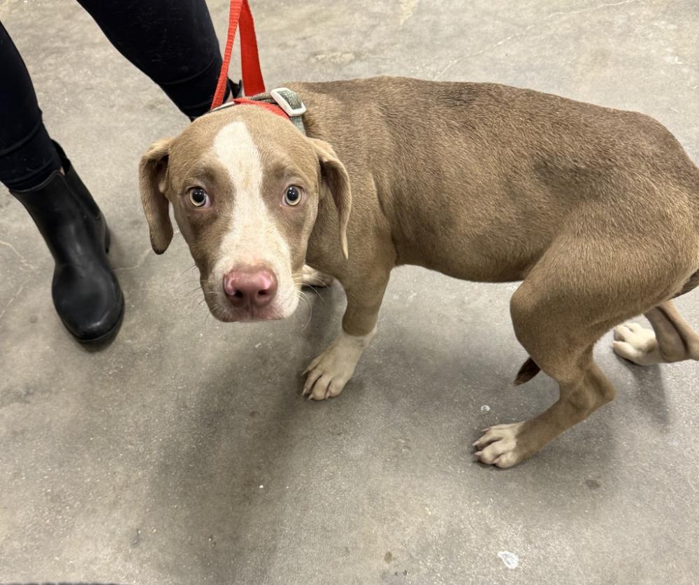 Shelter Stray Male Dog last seen Near S Orange Street, LAFAYETTE, LA, 70501, Lafayette, LA 70507