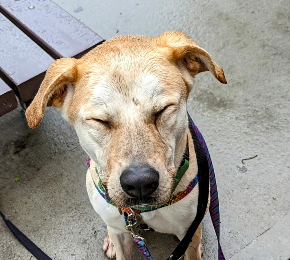 Shelter Stray Male Dog last seen Clevland Avenue, BROOKLYN, NY, 11208, New York, NY 11208