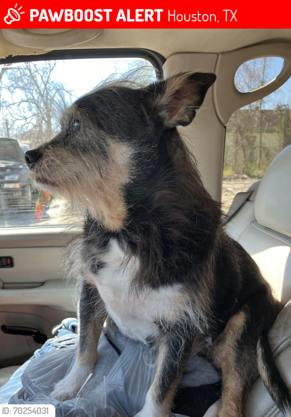 Lost Male Dog last seen Across from fall brook on west rd, Houston, TX 77037