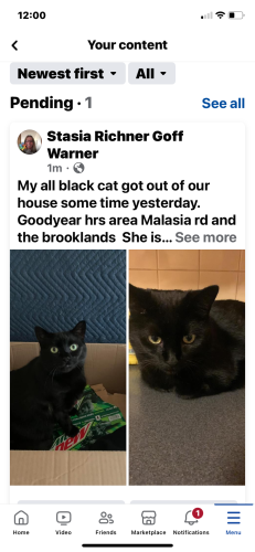 Lost Female Cat last seen The brooklands , Akron, OH 44305