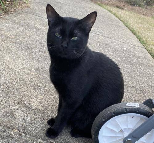 Lost Male Cat last seen Chastain Road, Bells Ferry Rd, Chastain Lakes, Kennesaw, GA 30144