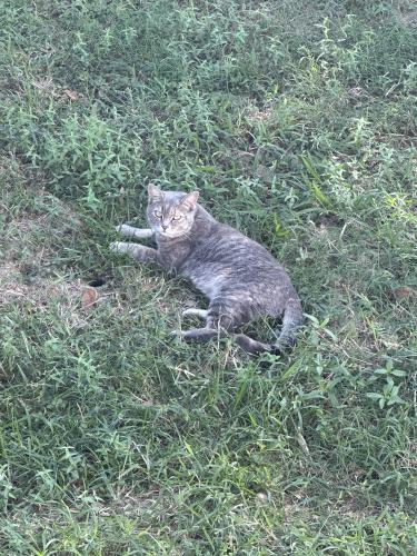 Lost Female Cat last seen Hamshire Rd, Powers Rd, Marsh Rd, HWY 124 Englin Rd, Hamshire, TX 77622