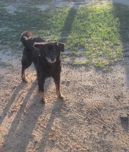 Lost Male Dog last seen Silver Bluff Rd & Breakaway lane, Aiken, SC 29803